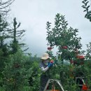 거창-고제-5 | 고제사과 수확을 끝내며 느낀 사과 농사의 기쁨과 아쉬움