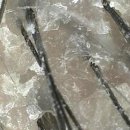 르칼피아 이미지