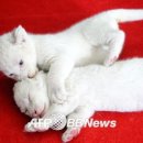 삼형제 이미지