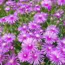 들꽃향기머무는곳 이미지