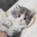 산책하는 고양이 이미지