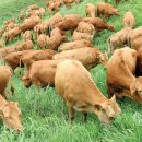 환성축산 이미지