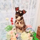 제이 애견 미용 이미지