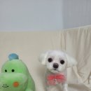 미소애견 미용실 이미지