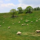 청춘목장 이미지