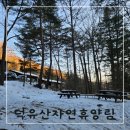 덕유산 자연휴양림 연립동 층층나무2호 숙소 후기, 향나무와 비교