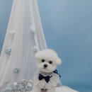 견생의하루 펫살롱 일산본점 이미지