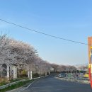 제방길 | 영등포구 안양천 제방벚꽃길 방문후기