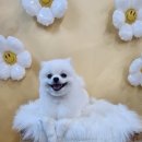 보람애견미용 이미지