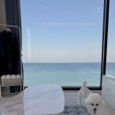 멍멍과자점 | [강릉여행] 춘식&amp;콩블리와 함께한 콩블리 생일기념 여행