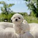 광주 강아지분양 고양이분양 어반펫 광주본점 이미지