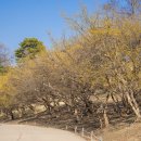 ◆(사진)올림픽공원 산수유길 &amp; ◆봉은사 홍매화 이미지