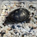 새봄동물병원 이미지