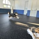 댕댕놀이터 아라점 이미지