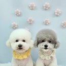 원펫살롱 이미지