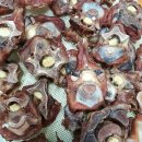 202펫푸드 이미지