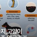 에스동물암센터 이미지