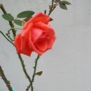 Rose flower 장미꽃 20~1 이미지