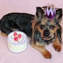 독스하트 이미지