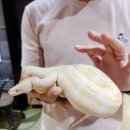 에이 | 홍대 동물원 테이블에이 후기 뱀이랑 셀카 (사진 있음)