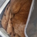 오블리 동물병원 이미지