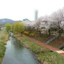 봄길 Daum카페