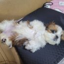 솜이랑 이미지