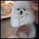 베베펫 천안 강아지분양 고양이분양 이미지