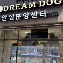 드림독 강아지분양 안심분양센터 부천점 이미지
