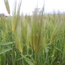 고사농장 이미지