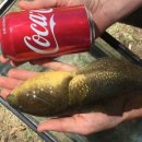 (주)캔나우 이미지