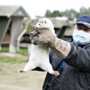 밍크 이미지