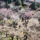 만인마을회관 | 2026 원동 매화축제 실시간 다녀온 후기 순매원 속으로