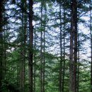 낙동정맥 제11구간 가사령에서 블랫재까지 산행 후기 이미지