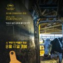 카우 이미지