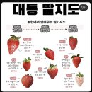 대동 딸기지도