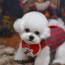 로이펫살롱 이미지