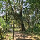 신흥동백나무군락 이미지