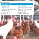 영춘양계 이미지