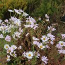 장흥시외버스터미널 이미지