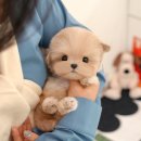 건강한 강아지 | 진주강아지분양, 건강한 반려견 만난 후기