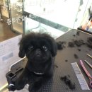 라니네 애견샵 이미지