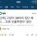 [단독] 고양이 38마리 집단 폐사…'조류 인플루엔자' 원인 이미지