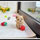 대명동 강아지 이미지