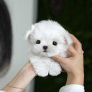 그리시아 화이트 매직 이미지