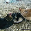 파랑골 행복농원의 자연부화한 토종닭 병아리 무료분양합니다. 이미지