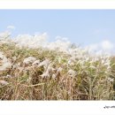 26.10.21 (수요일) 하늘공원 억새 이미지