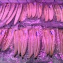 풍천장어 이미지