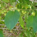 매네미 민박 이미지