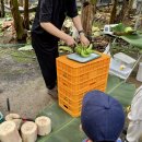 현농장 | 제주 서쪽 한경면 아기랑 가볼 만한 곳, 무농약 바나나 농장 체험 &#39;스위트몽키&#39;🐵